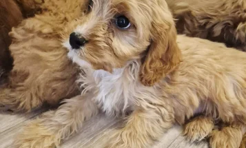 Cavapoo