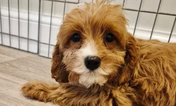 Cavapoo