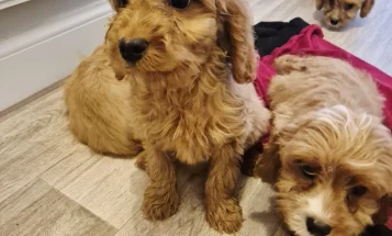 Cavapoo