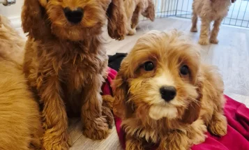 Cavapoo
