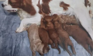 Cavapoo