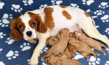 Cavapoo