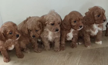 Cavapoo