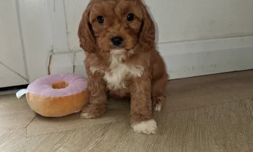 Cavapoo