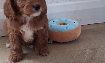Cavapoo
