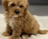 Cavapoo
