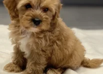 Puppy 1