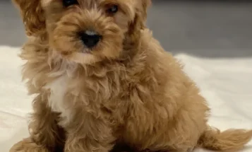 Cavapoo
