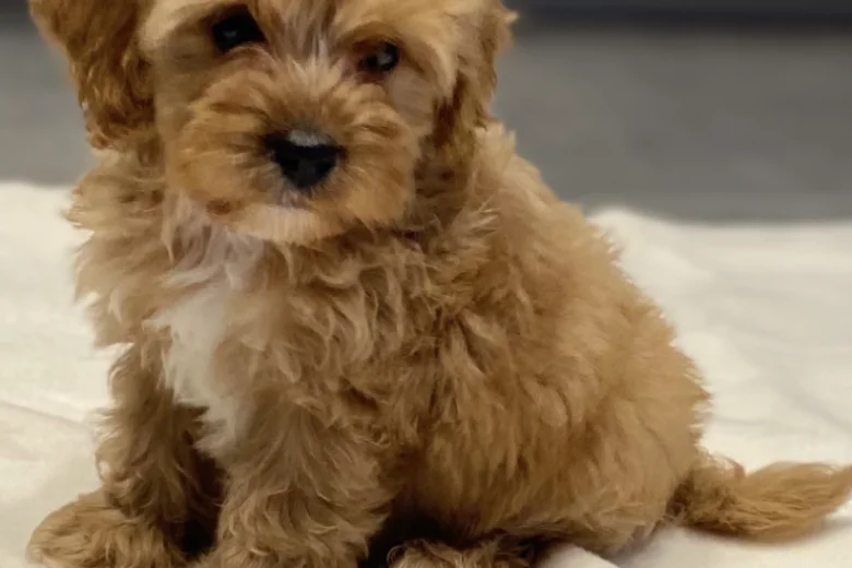 Cavapoo