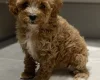 Cavapoo