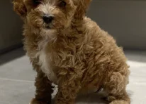 Puppy 5