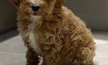 Cavapoo