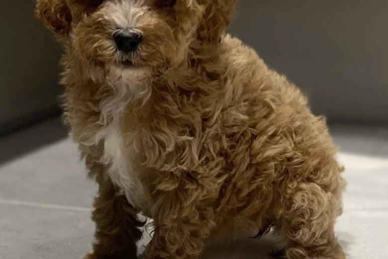 Cavapoo
