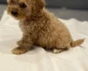 Cavapoo