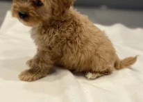 Puppy 2