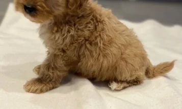 Cavapoo