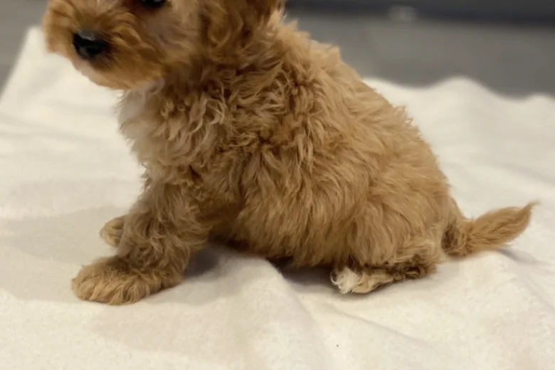 Cavapoo