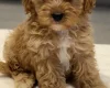 Cavapoo