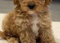 Puppy 3