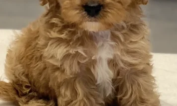 Cavapoo