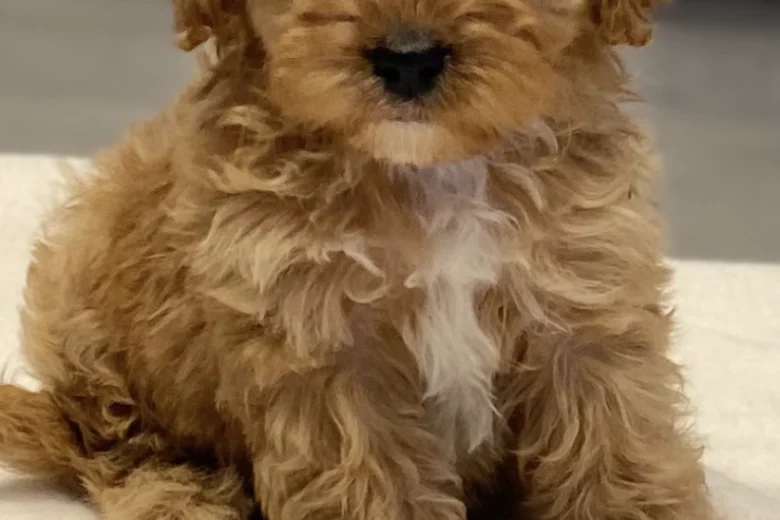 Cavapoo
