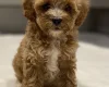 Cavapoo