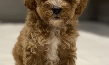 Cavapoo
