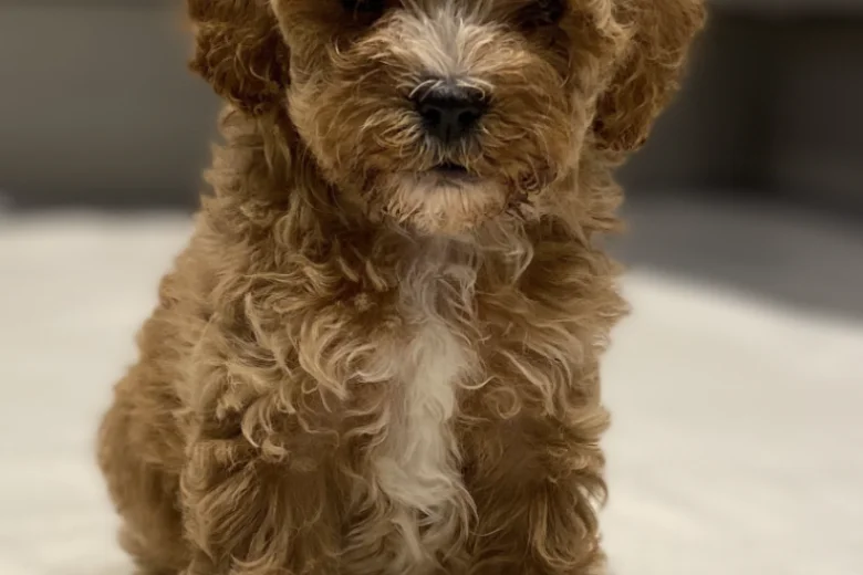 Cavapoo