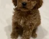 Cavapoo
