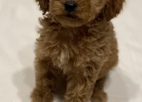 Puppy 4