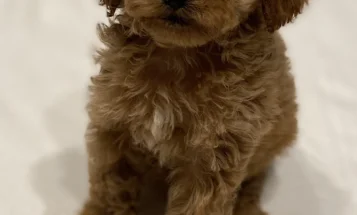 Cavapoo