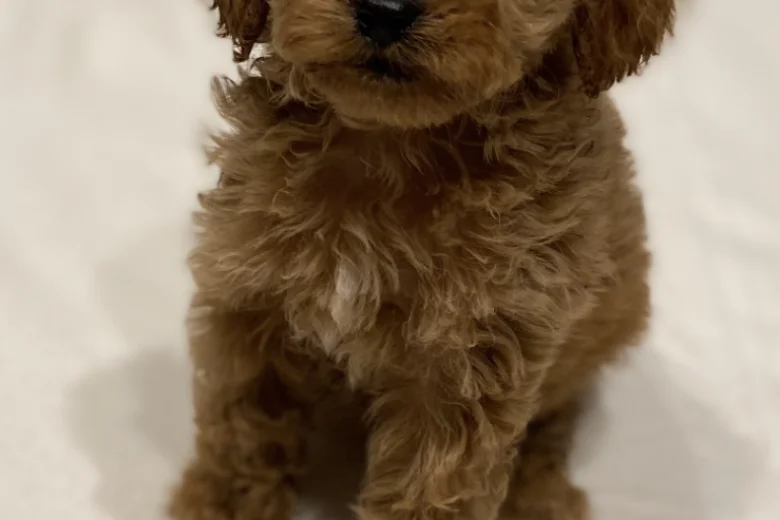 Cavapoo