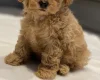 Cavapoo
