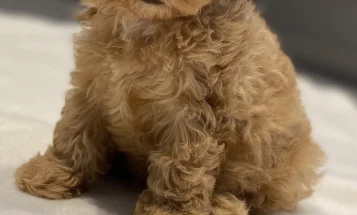 Cavapoo