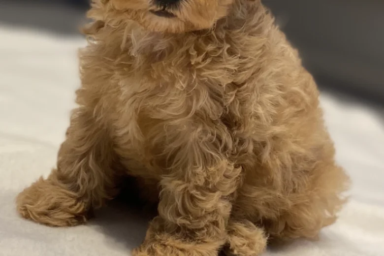 Cavapoo