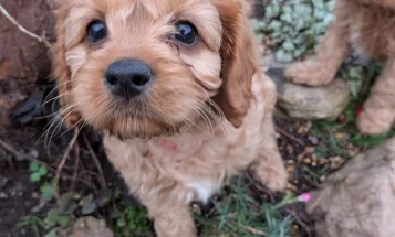 Cavapoo