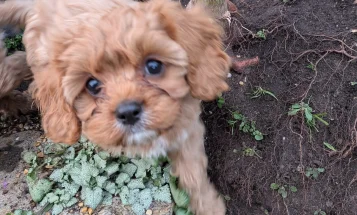 Cavapoo