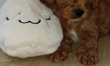Cavapoo