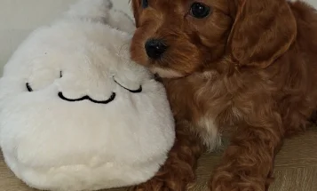 Cavapoo