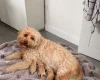 Cavapoo