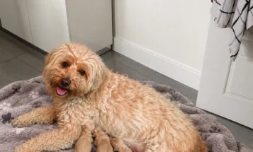Cavapoo