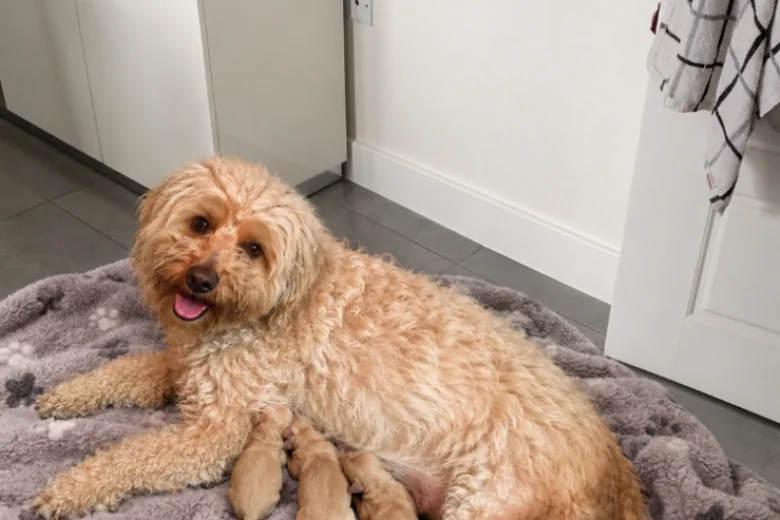 Cavapoo