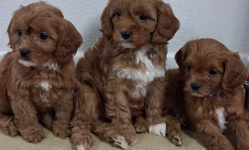 Cavapoo