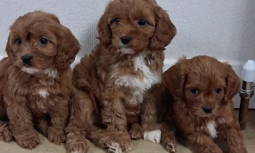 Cavapoo
