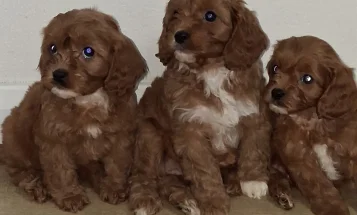 Cavapoo