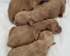 Cavapoo