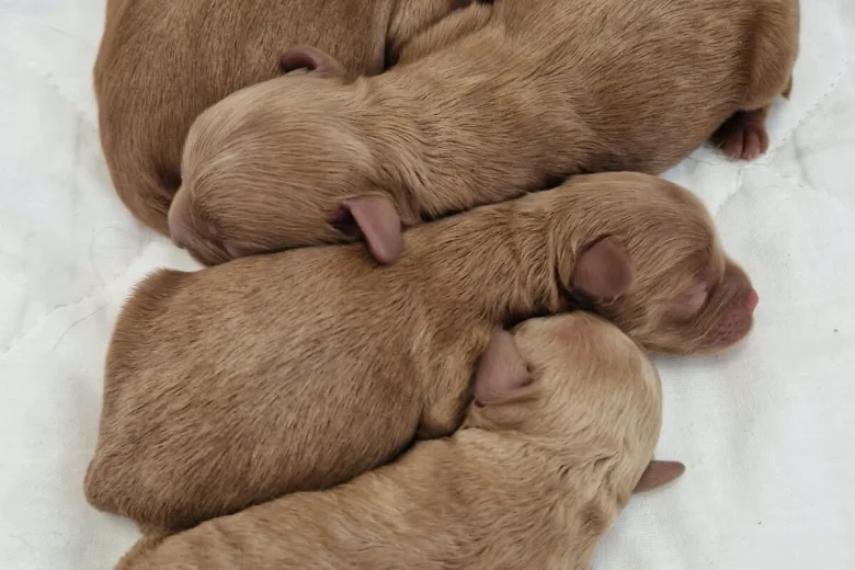 Cavapoo