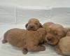Cavapoo