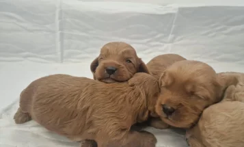 Cavapoo