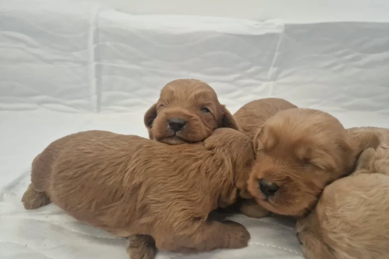 Cavapoo